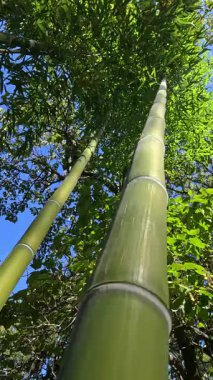 Odessa 'da bir bahçede kocaman yeşil bambu sapları, sapları boyunca kamera hareketi, Ukrayna