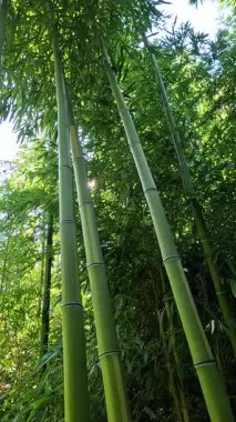Odessa 'da bir bahçede kocaman yeşil bambu sapları, sapları boyunca kamera hareketi, Ukrayna