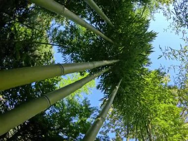 Odessa, Ukrayna 'da bir bahçede dev bambuların büyük yeşil kökleri.