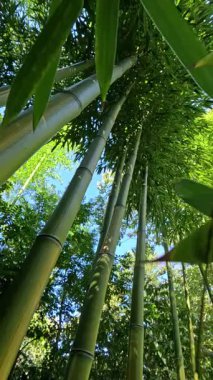 Odessa 'da bir bahçede kocaman yeşil bambu sapları, sapları boyunca kamera hareketi, Ukrayna