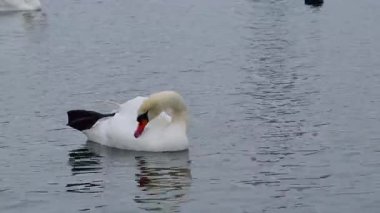 Kışın Ukrayna 'nın vahşi kuşları: Yetişkin dilsiz bir kuğu (Cygnus olor) Mallard ve Avrasya ördeği, Karadeniz