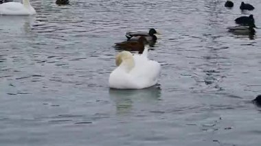 Kışın Ukrayna 'nın vahşi kuşları: Yetişkin dilsiz bir kuğu (Cygnus olor) Mallard ve Avrasya ördeği, Karadeniz