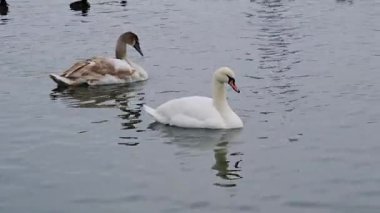 Genç gri ve yetişkin beyaz dilsiz kuğular (Cygnus olor), Ukrayna 'nın vahşi kuşları Sukhoy Liman' da (Karadeniz) kışın kıyıya yakın yüzerler.