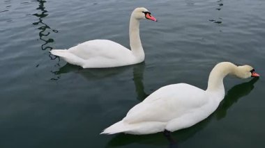 Ukrayna 'nın vahşi kuşları. Karadeniz, Sukhoy Liman 'da kışın kıyıya yakın yüzen yetişkin beyaz dilsiz kuğu (Cygnus olor)