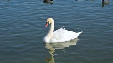 Ukrayna 'nın vahşi yaşamı - kışın Karadeniz' e bağlı tuzlu bir haliçte yüzen yetişkin beyaz dilsiz kuğu (Cygnus olor); su kuşları için mevsimsel kış yaşam alanı