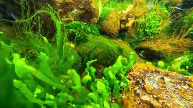 Karadeniz 'den Flora, yeşil alg Ulva spp de dahil. Enteromorpha intestinalis ve kıyı taşlarındaki diğer makrofitler fotosentez yapar ve suyu oksijenlendirir..