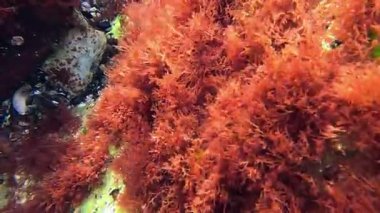 Karadeniz 'den Algal flora, kıyı taşlarında kırmızı alg seramium rubrum, oksijen sentezleyin ve çevredeki suyu zenginleştirin.