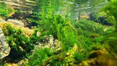 Karadeniz 'den Flora, yeşil alg Ulva spp de dahil. Enteromorpha intestinalis ve kıyı taşlarındaki diğer makrofitler fotosentez yapar ve suyu oksijenlendirir..