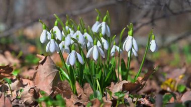 Kar damlası (Galanthus nivalis, Snowdrop), yeşil iç işaretli beyaz tepeler, ince saplı erken bahar nektareröz çiçekler; doğrusal yapraklar