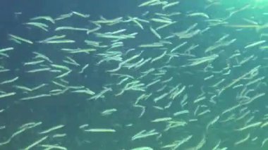 Karadeniz 'de kumda saklanabilen Akdeniz kum yılanbalığı jimnastik yılanı cicerelus sürüsü..