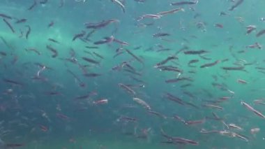 Karadeniz 'de kumda saklanabilen Akdeniz kum yılanbalığı jimnastik yılanı cicerelus sürüsü..