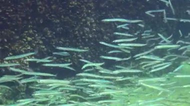 Karadeniz 'de kumda saklanabilen Akdeniz kum yılanbalığı jimnastik yılanı cicerelus sürüsü..