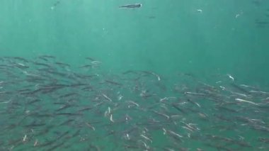 Karadeniz 'de kumda saklanabilen Akdeniz kum yılanbalığı jimnastik yılanı cicerelus sürüsü..