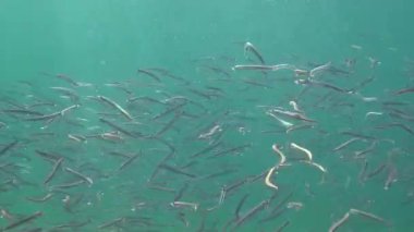 Karadeniz 'de kumda saklanabilen Akdeniz kum yılanbalığı jimnastik yılanı cicerelus sürüsü..