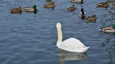 Kışın Karadeniz 'in tuzlu gölünde kışın kıyıda yüzen dilsiz kuğular (Cygnus olor).