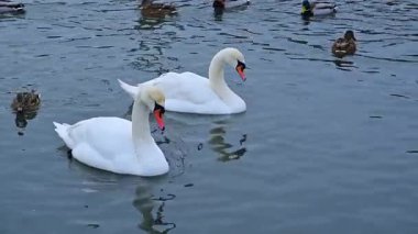 İki yetişkin dilsiz kuğu (Cygnus olor) Karadeniz 'in tuzlu sularında sakin sularda yüzüyor..