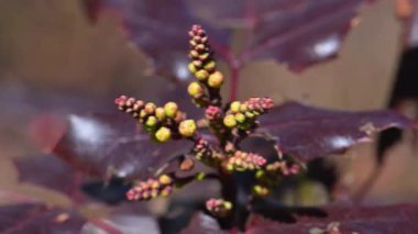 Oregon üzüm goncaları (Berberis aquifolium, eski adıyla Mahonia aquifolium) baharda Ukrayna 'nın bir bahçesinde kırmızı-kahverengi yapraklara karşı.