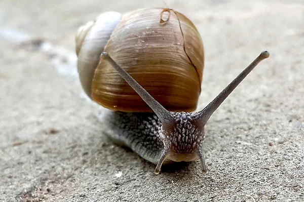 Snaile sulla pista sterrata in macro primo piano sfondo sfocato — Foto Stock