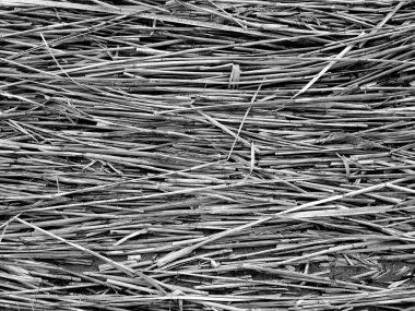 Kuru saman makro shot. Arkaplan veya Doku