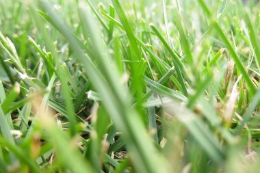 Sabahın erken saatlerinde su damlaları ile taze, kalın çimlere yakın.