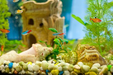 sevimli küçük balık bir akvaryum