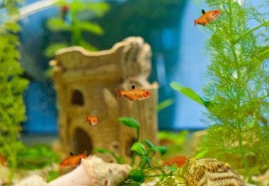 sevimli küçük balık bir akvaryum