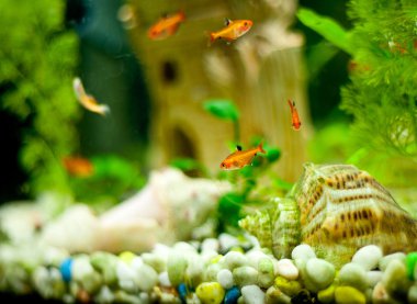 sevimli küçük balık bir akvaryum