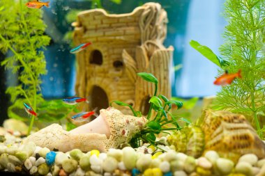 sevimli küçük balık bir akvaryum