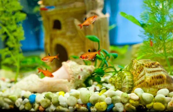 Monde sous-marin. Poissons coralliens de la mer Rouge. Égypte — Photo