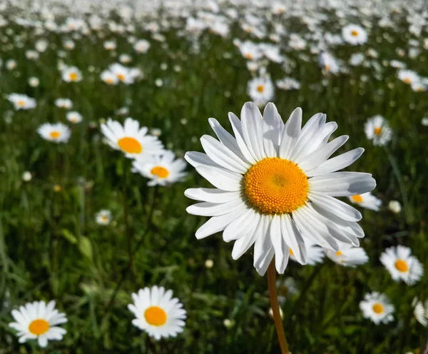 Primavera de flores silvestres frescas ou design de verão. Floral natureza margarida abstrato fundo em verde e amarelo — Fotografia de Stock