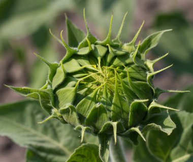 Ayçiçeği alan çiçeği