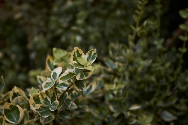 Arbusto Bonito Exuberante Canteiro Flores Pedaço Belo Jardim — Fotografia de Stock