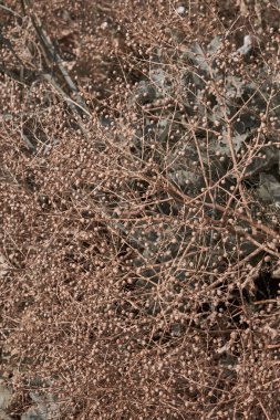 Pastel renklerde kuru çiçekler. Boho tarzı