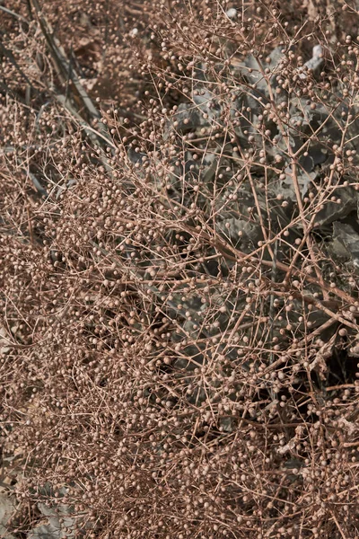 Pastel renklerde kuru çiçekler. Boho tarzı