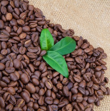 Kahve çekirdekleri ve yapraklar