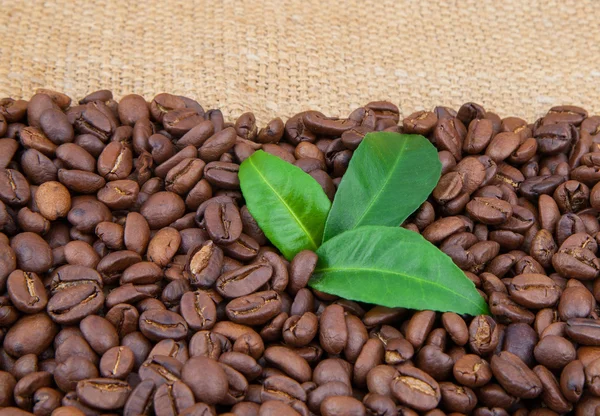 Grãos de café e folhas — Fotografia de Stock
