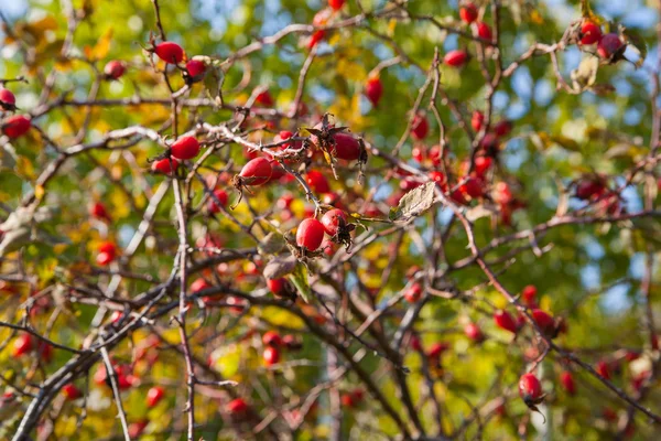 Bessen bush achtergrond — Stockfoto