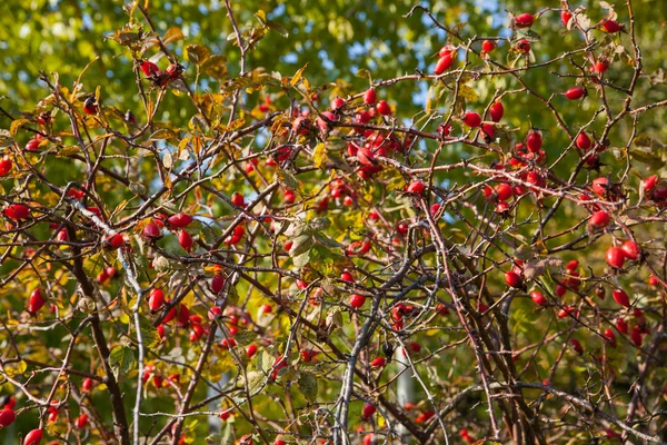 Bessen bush achtergrond — Stockfoto