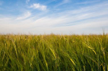 buğday alan kulaklar