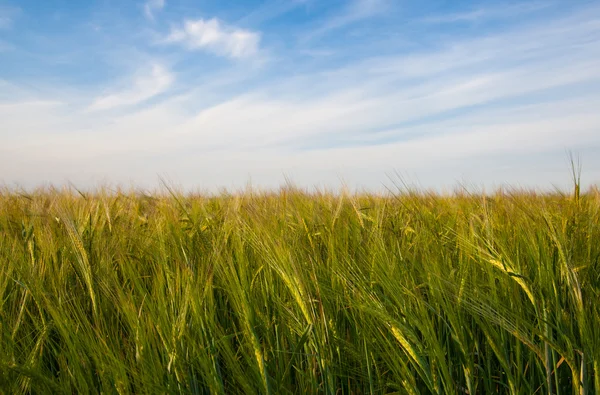 Spighe di grano — Foto Stock