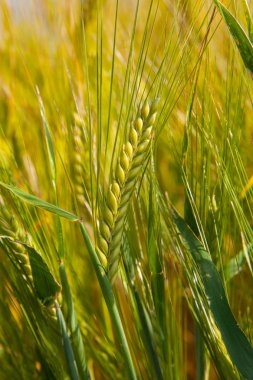 buğday alan kulaklar