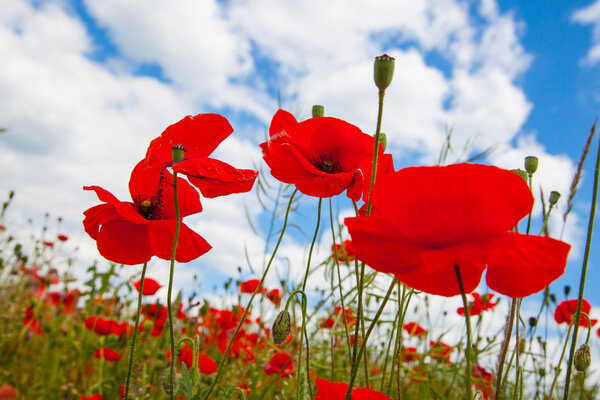 Blooming poppies photo