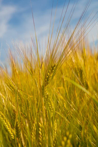 Ears of wheat field — Stock Photo, Image