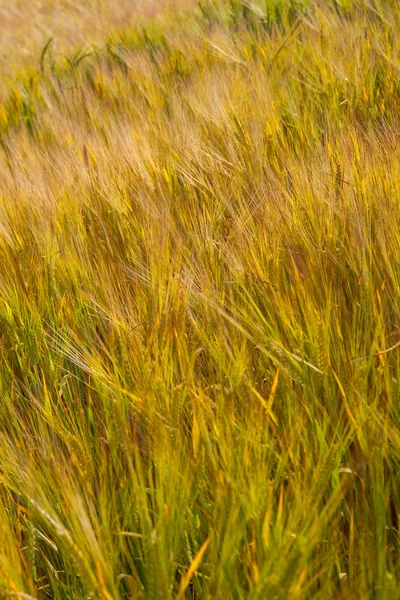Uszy pola pszenicy — Zdjęcie stockowe