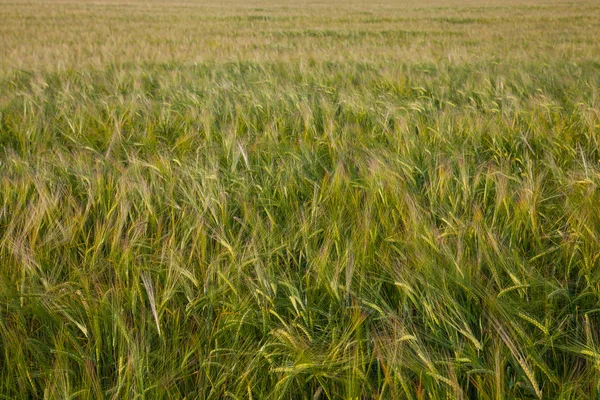 Uszy pola pszenicy — Zdjęcie stockowe