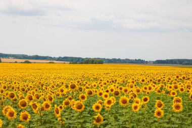 Ayçiçeği alan fotoğraf