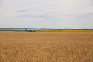 buğday alan kulaklar