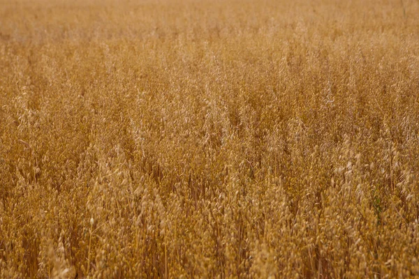 Oro avena fondo — Foto de Stock