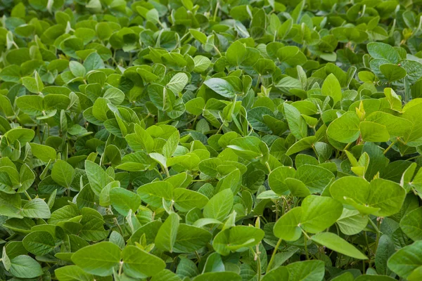 Soybean field photo — Stock Photo, Image