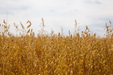 Yulaf alan fotoğraf